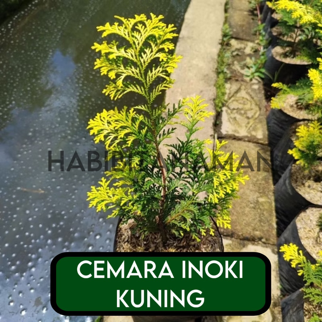 Jual ( BISA COD ) TERMURAH Pohon Cemara inoki Kuning - Tanaman Hias ...