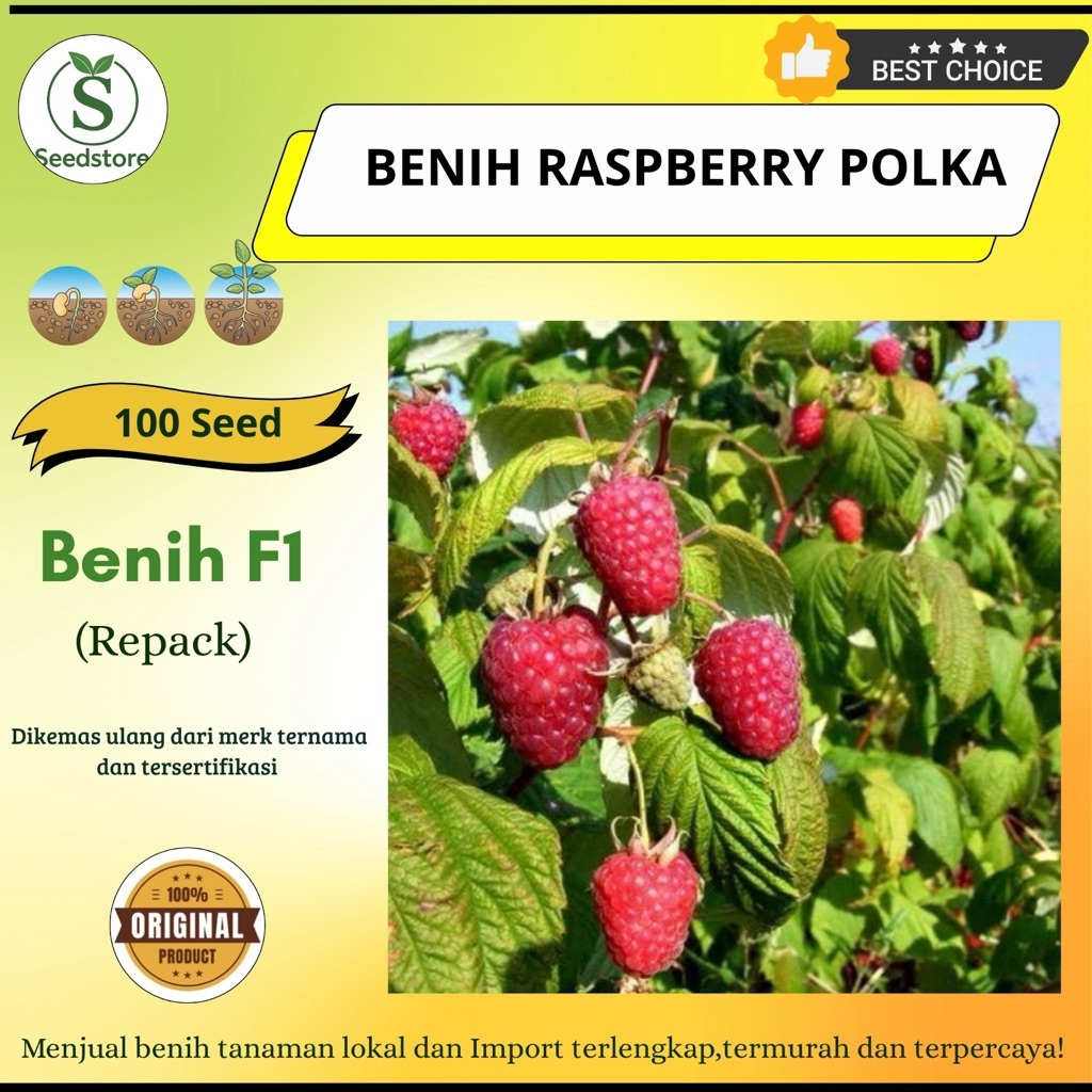 Jual 100 Biji raspberry Polka | 282 |Seedstore | Shopee Indonesia