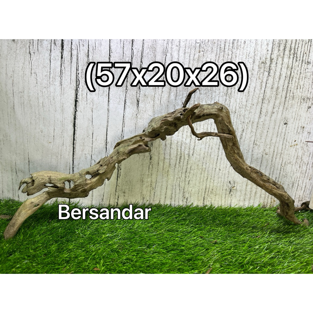 Jual Ranting Kayu Santigi Laut tenggelam 40-60 cm berat