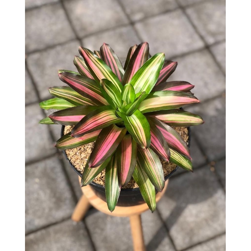 Jual Bromelia tree colour / bromelia tricolor tanaman cantik | Shopee ...