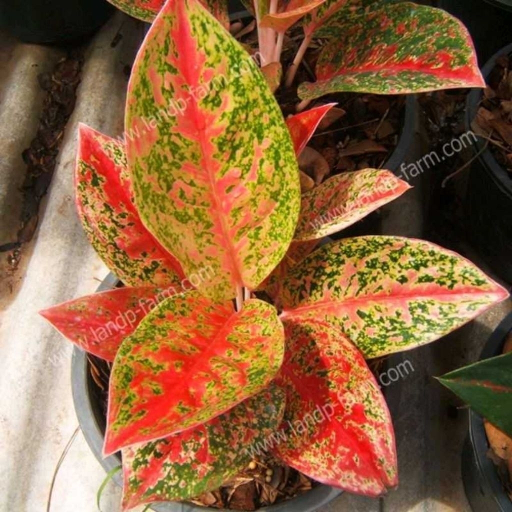 Jual aglonema happines cantik berkualitas Shopee Indonesia