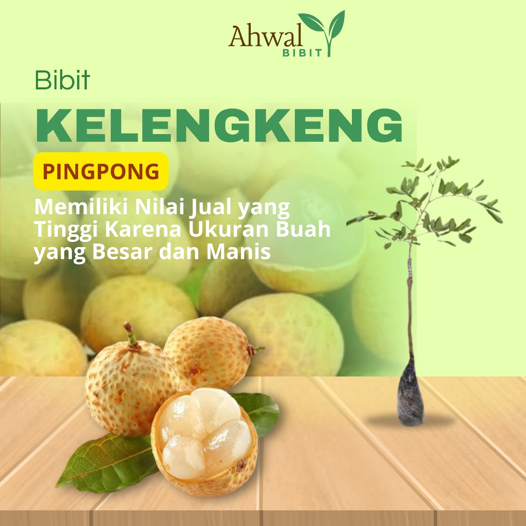 Jual AHWAL BIBIT - Bibit Kelengkeng Pingpong Super Siap Tanam | Shopee ...