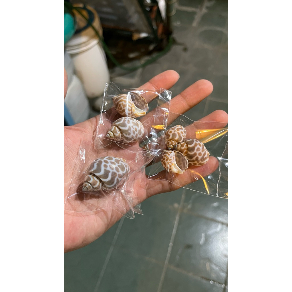 Jual souvernier cangkang kerang macan kerang macan berbagai ukuran ...