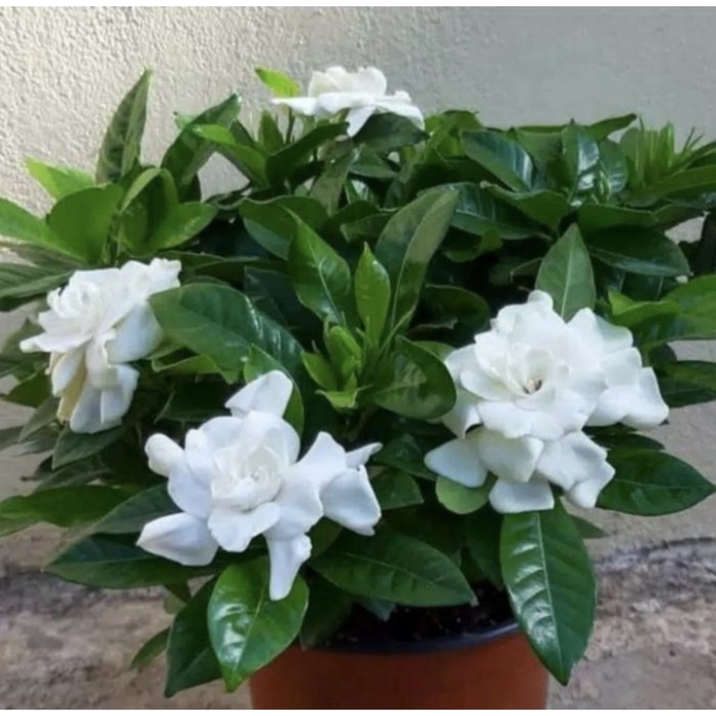 Jual Pohon Melati Kaca Piring Mini Tanaman Hias Gardenia Bunga Putih ...