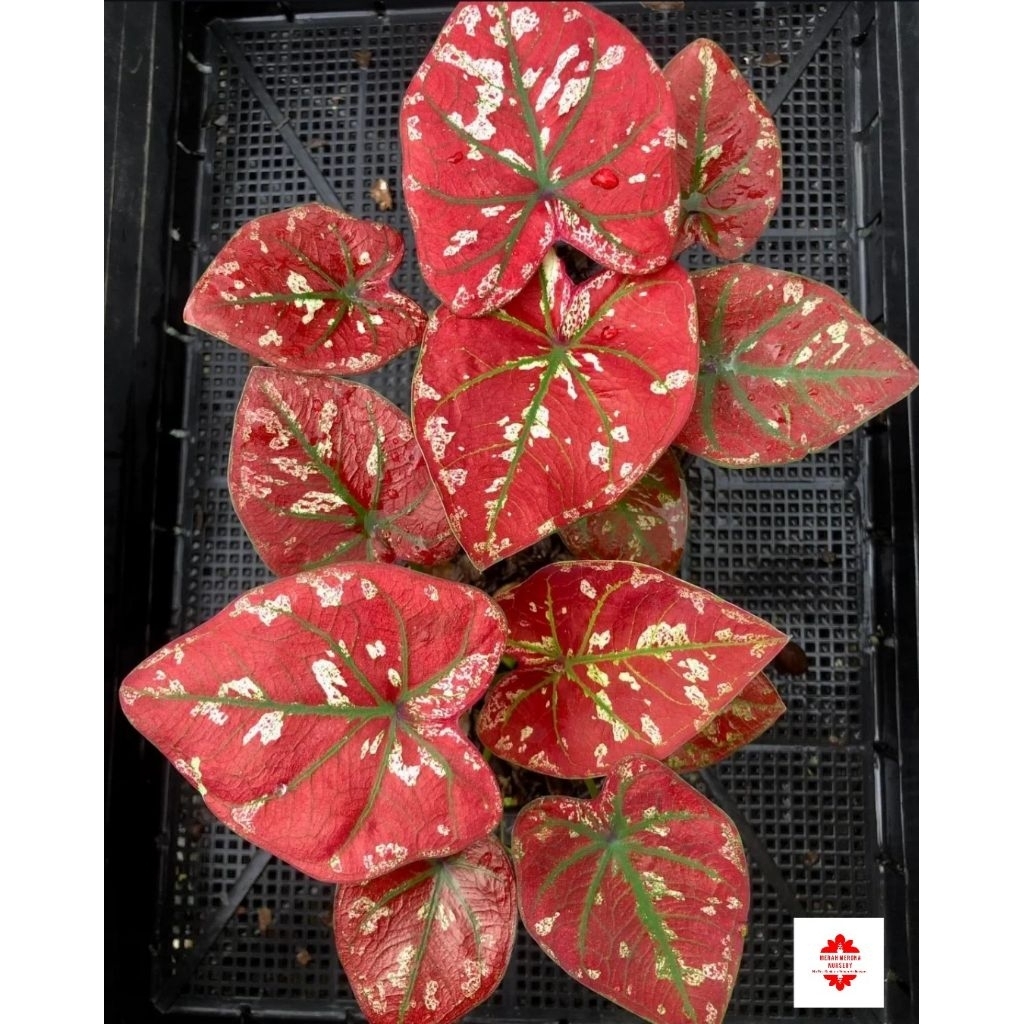 Jual Tanaman Hias Caladium Merah Putih hybrid | Shopee Indonesia