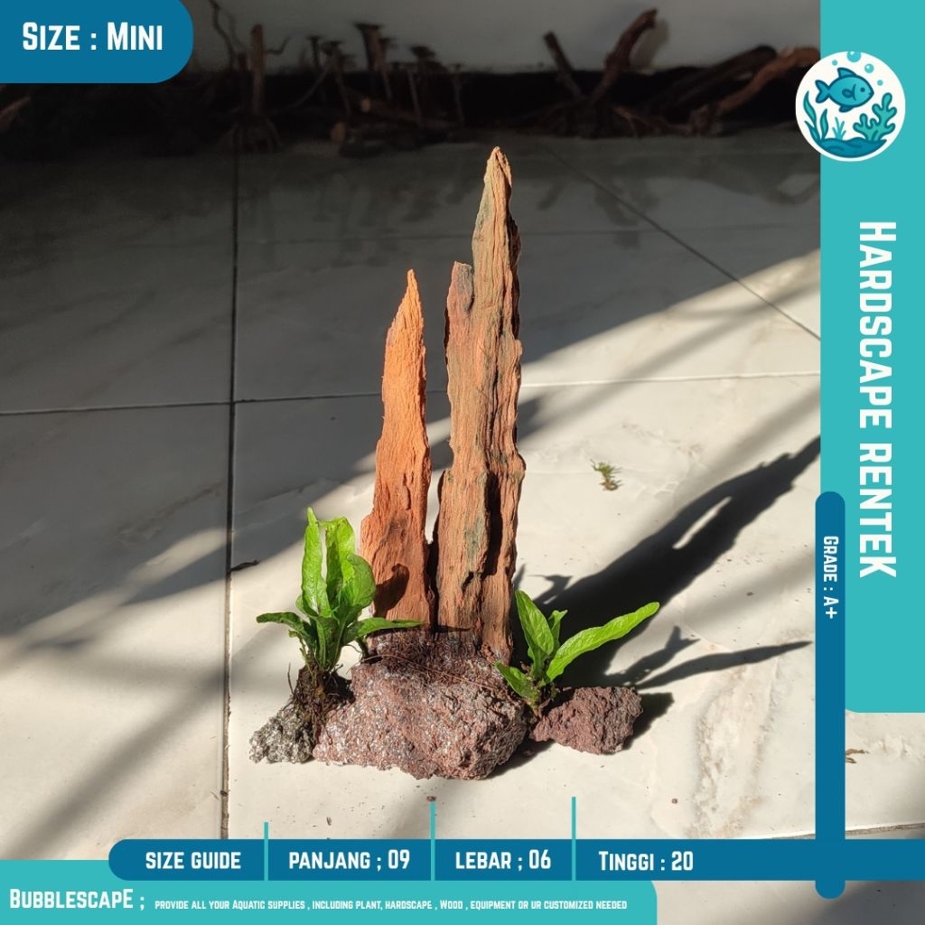 Jual HARDSCAPE AKAR TENGGELAM RENTEK SIZE MINI(Soliter) 10-15cm ...