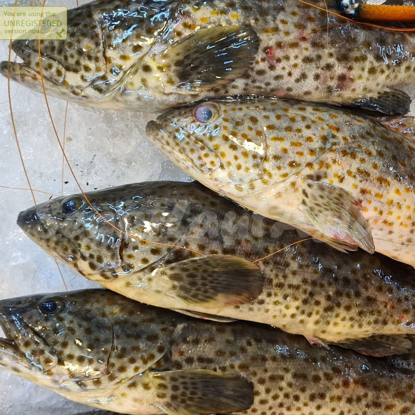 Jual Ikan Kerapu 1Kg IKan Kerapu Segar 1Kg Ikan Kerapu Lumpur Seafood ...