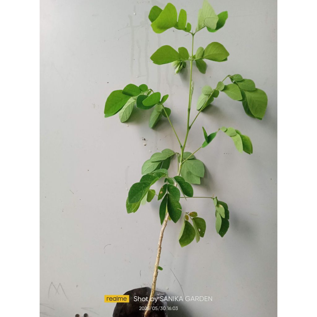 Jual Pohon Trembesi Terlengkap & Harga Terbaru Agustus 2026 | Shopee ...