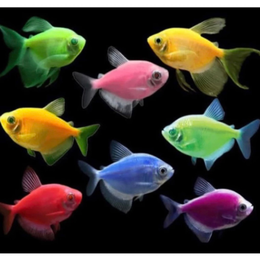 Jual (WARNA MIX) IKAN HIAS WARNA WARNI IKAN HIAS AQUARIUM AQUASCAPE ...