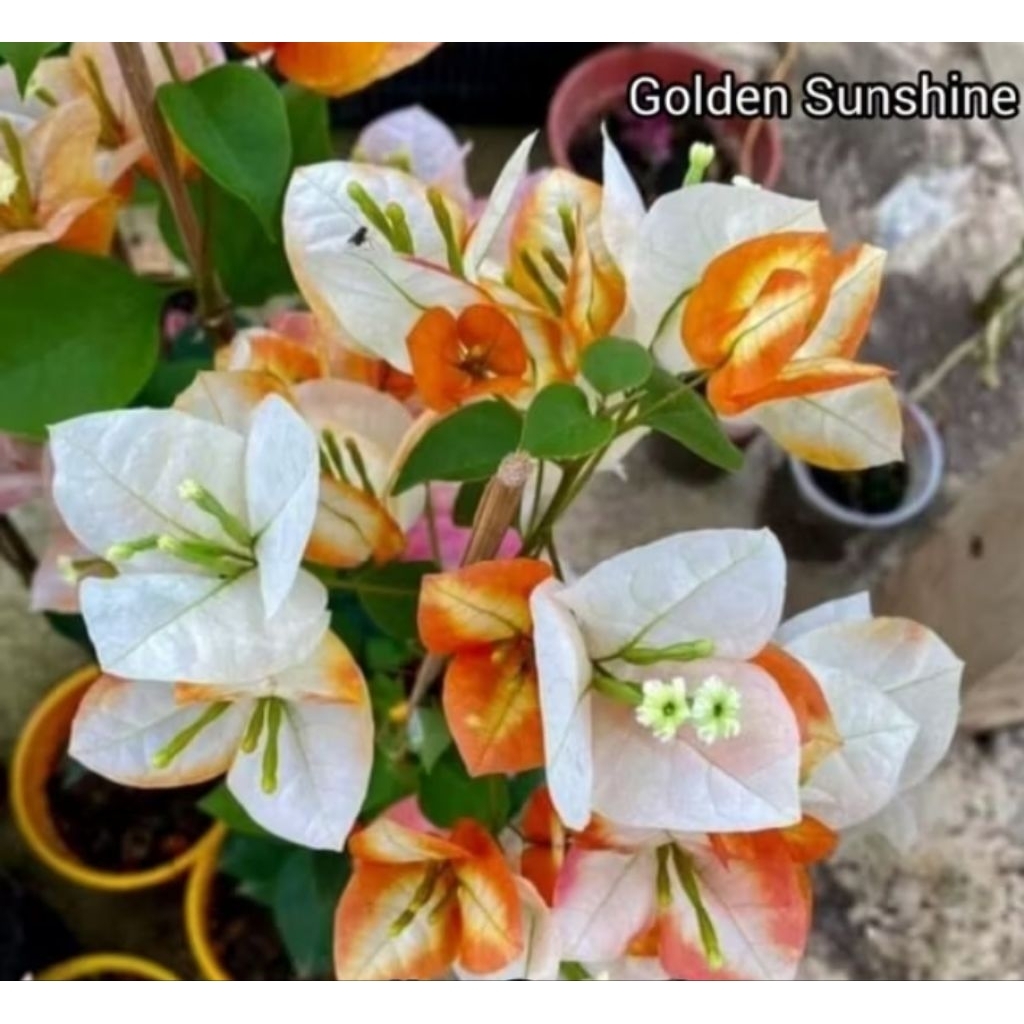 Jual bunga burgenvile jenis golden sunshaine | Shopee Indonesia