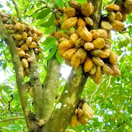Bibit pohon buah nam nam - pohon buah jadul buah langka - sawo pancukan