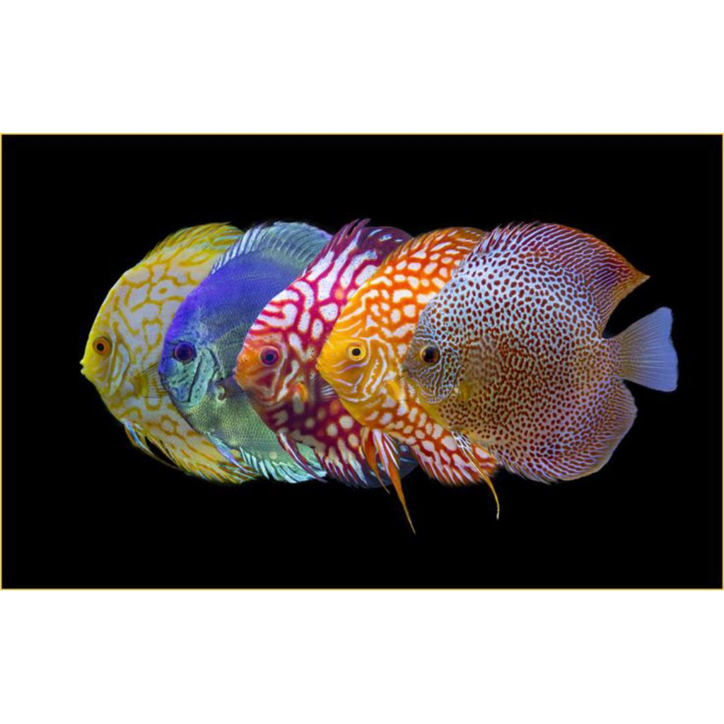 Jual MURAH DISCUS RANDOM 2INCH 100% ORIGINAL DISCUS | Shopee Indonesia