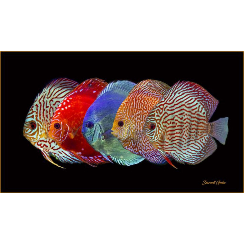 Jual MURAH DISCUS RANDOM 2INCH 100% ORIGINAL DISCUS | Shopee Indonesia