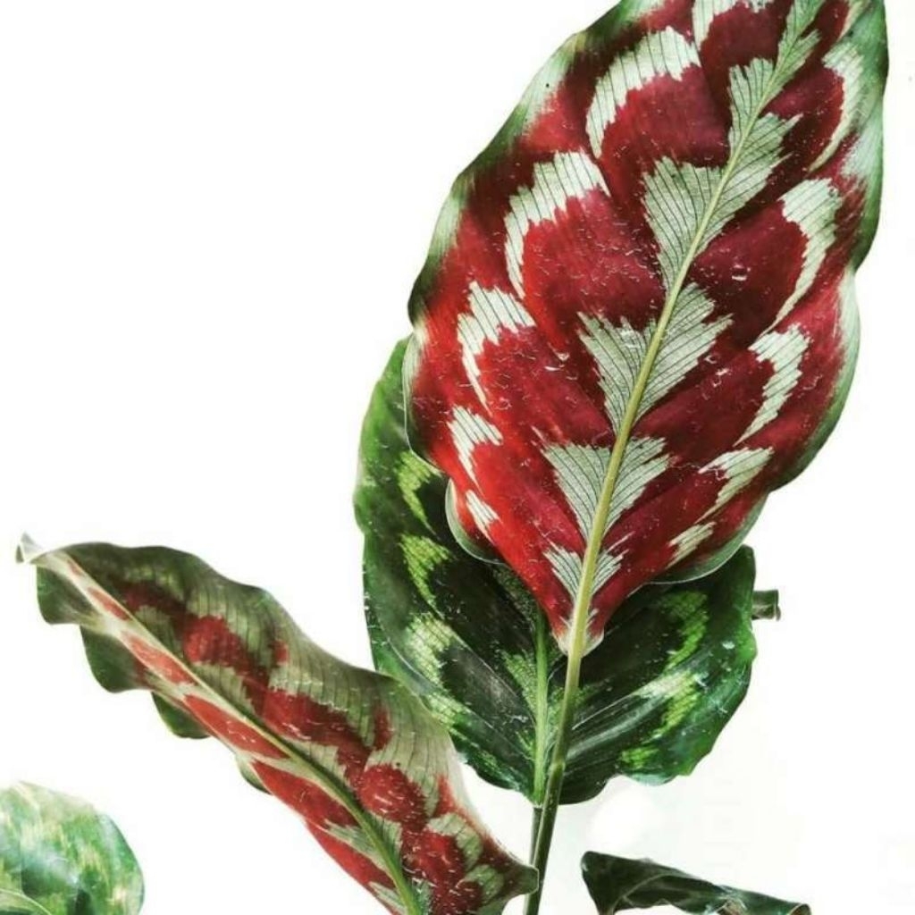 Jual Tanaman Calathea Merak (Peacock Calathea) / Calathea Bulu Merak /  Peacock Calathea Plant | Shopee Indonesia