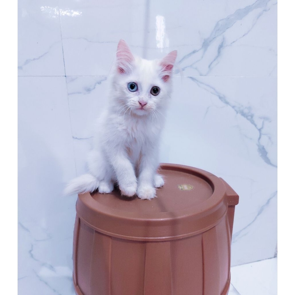 Jual Kucing Odd Eye Terlengkap & Harga Terbaru Juni 2026 | Shopee Indonesia