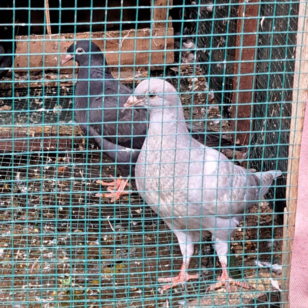 Jual Burung Merpati Pos Warna Unik / Langka Silver Harga Per Ekor ...