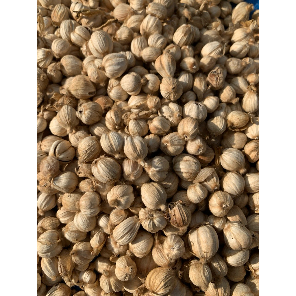 Jual Kapulaga Kering 1 kg 100 % ALAMI | Sumatera Barat | Indonesia ...
