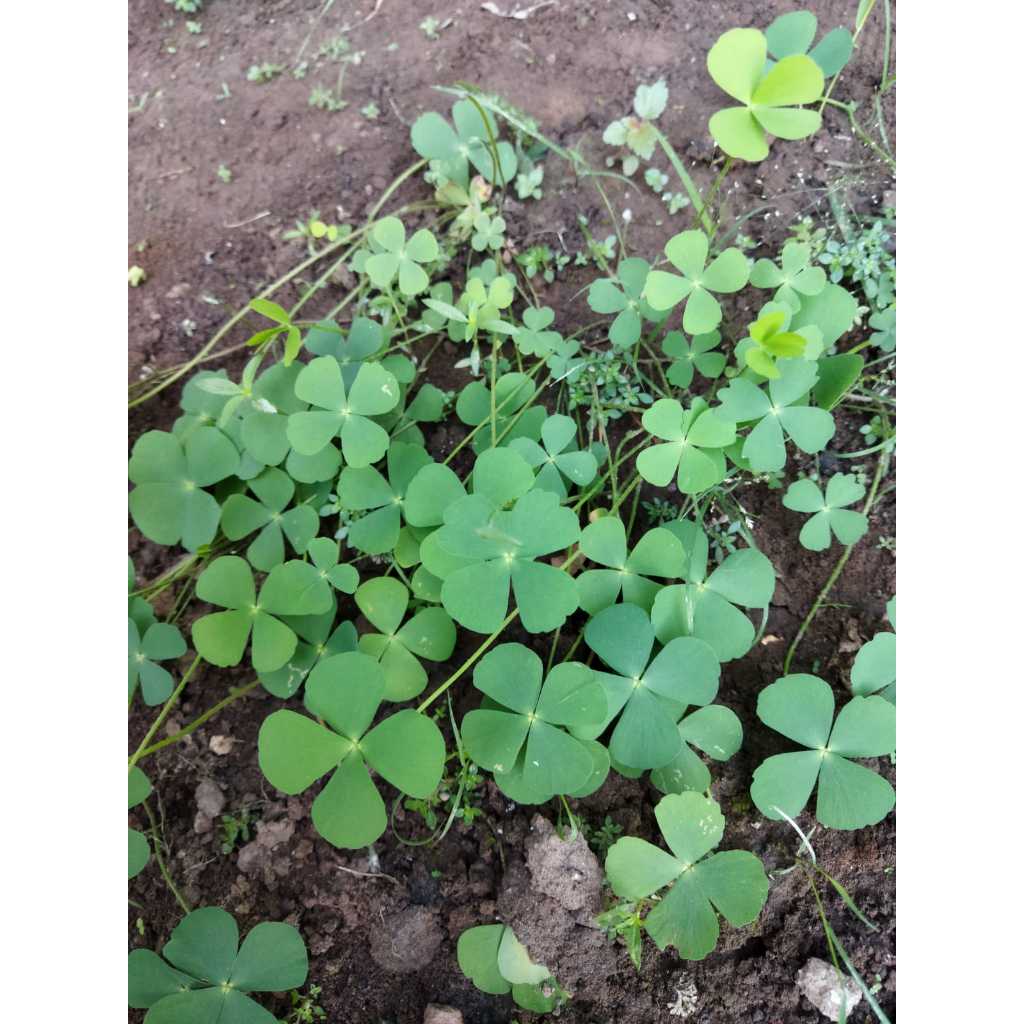 Jual Tanaman Semanggi Daun 4 (Four Leaf Clover) | Shopee Indonesia