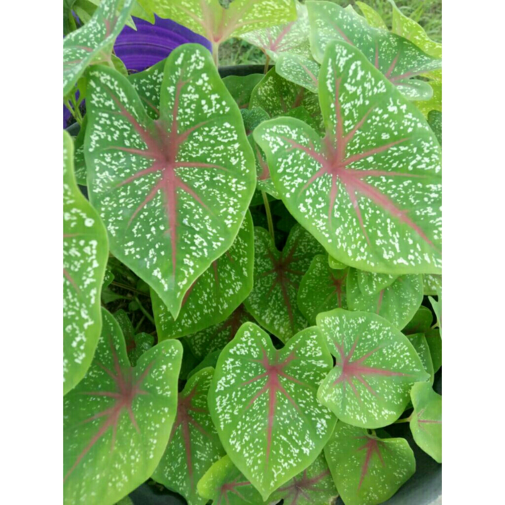 Jual Tanaman Hias Caladium/Keladi Merah | Shopee Indonesia