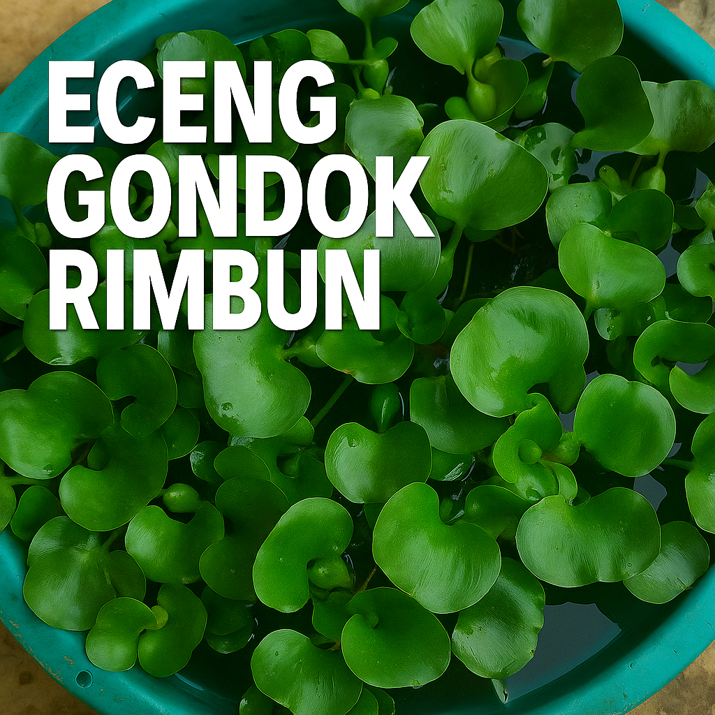 Jual Bibit Eceng Gondok Tanaman Air Hidup Kolam Budidaya Ikan Aquarium ...