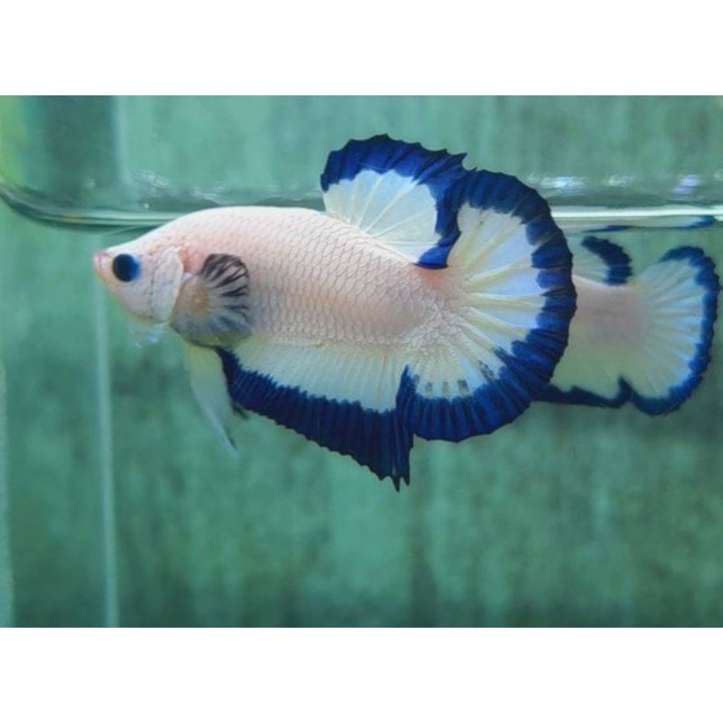 Produk razasya saung betta fish | Shopee Indonesia