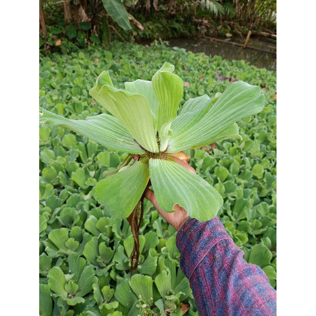 Jual Tanaman Hias Air Kiambang / Kapu-kapu / Kayu Apu / Kayambang Atau ...