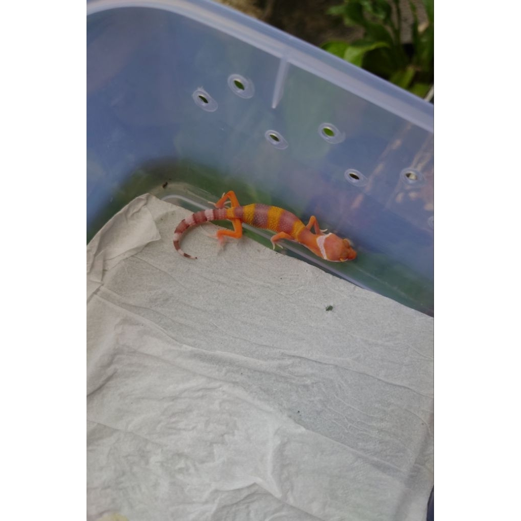 Jual Gecko mata merah | Shopee Indonesia