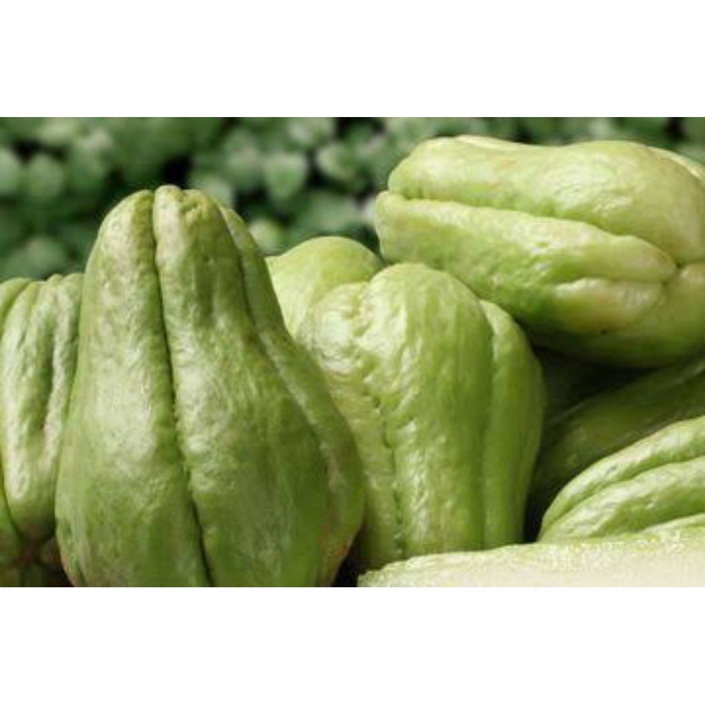 Jual Buah Labu Jipang Besar / Labur Siam (Sayuran Segar) | Shopee Indonesia