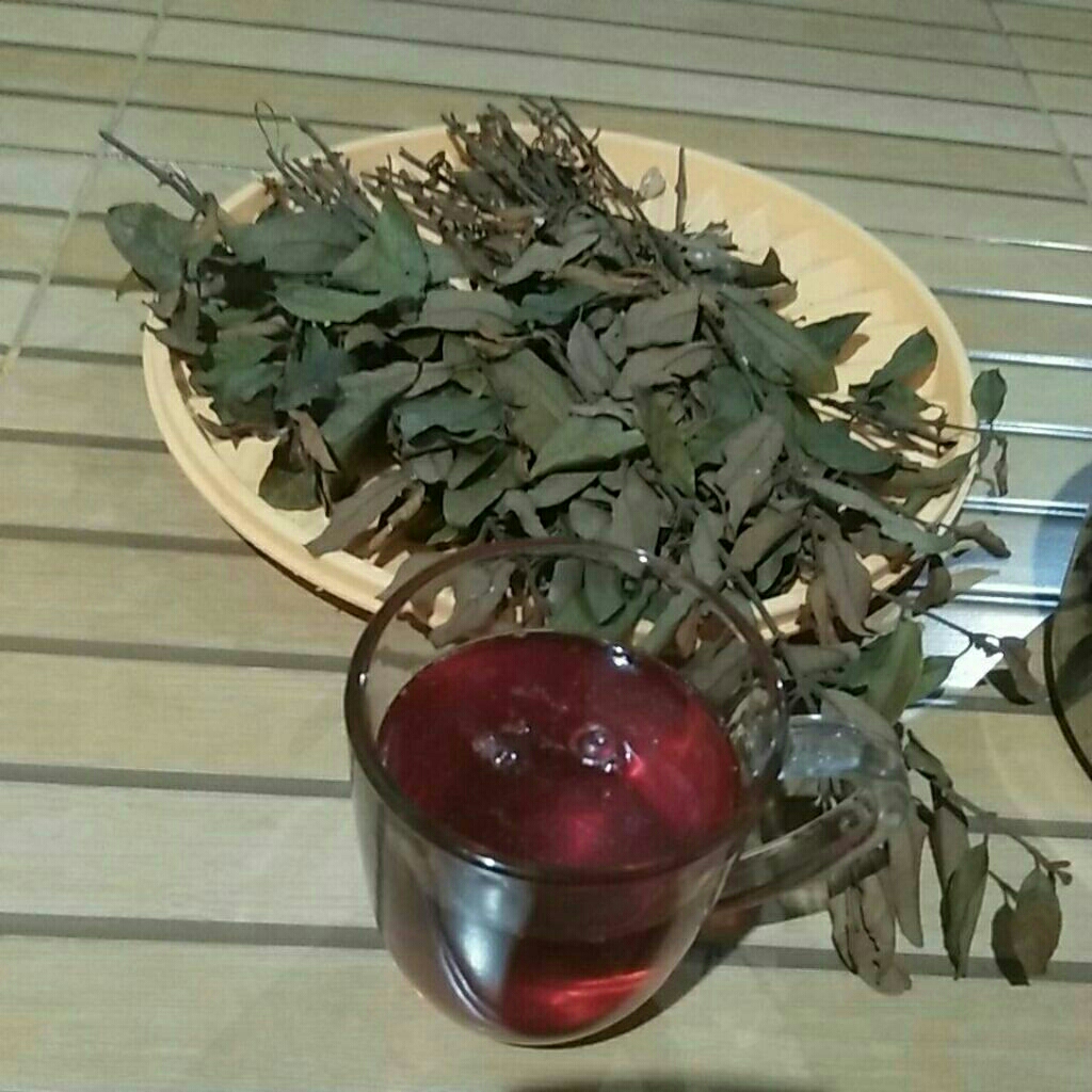 Jual Teh daun benalu di pohon jeruk nipis untuk kesehatan dan obat