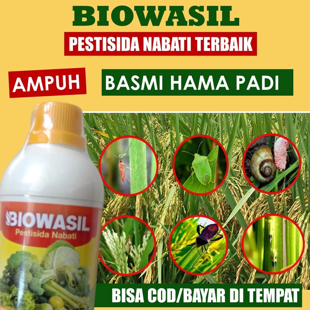 Jual OBAT HAMA ULAT PADI SUNDEP BELUK isi 500 ML BIOWASIL Atasi Ulat ...