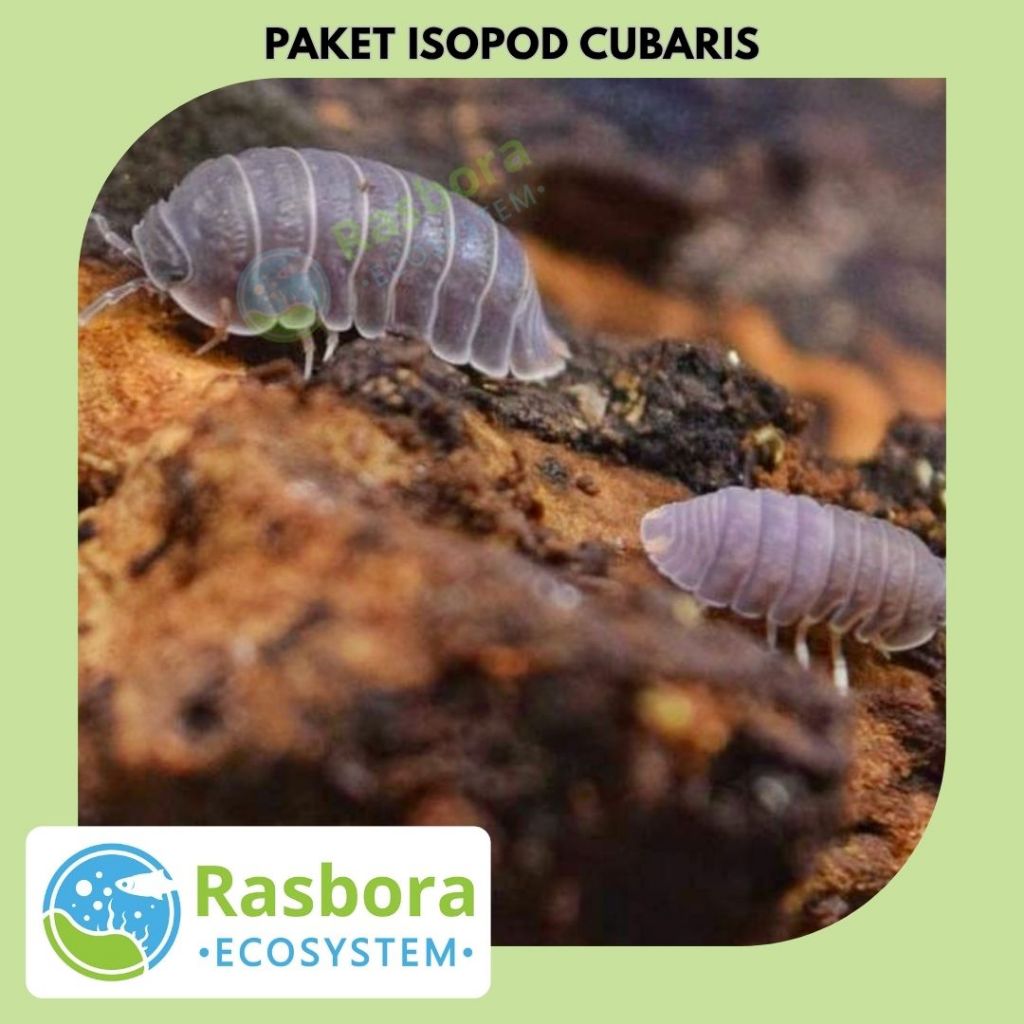 Jual paket isopoda cubaris terrarium cleaning crew pelengkap ekosistem ...