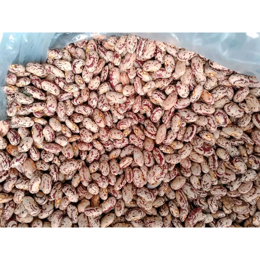 Jual Bibit kacang endul super merah rambat /asli Garut per 1 kg super ...