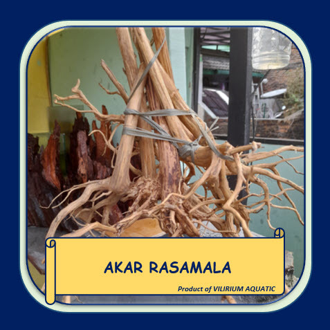 Jual Kayu Rasamala Terlengkap & Harga Terbaru Juli 2026 | Shopee Indonesia