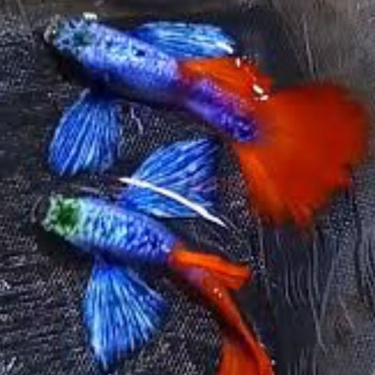 Jual permanis aquarium PRTDE DUMBO ASLI 1 PSG | Shopee Indonesia