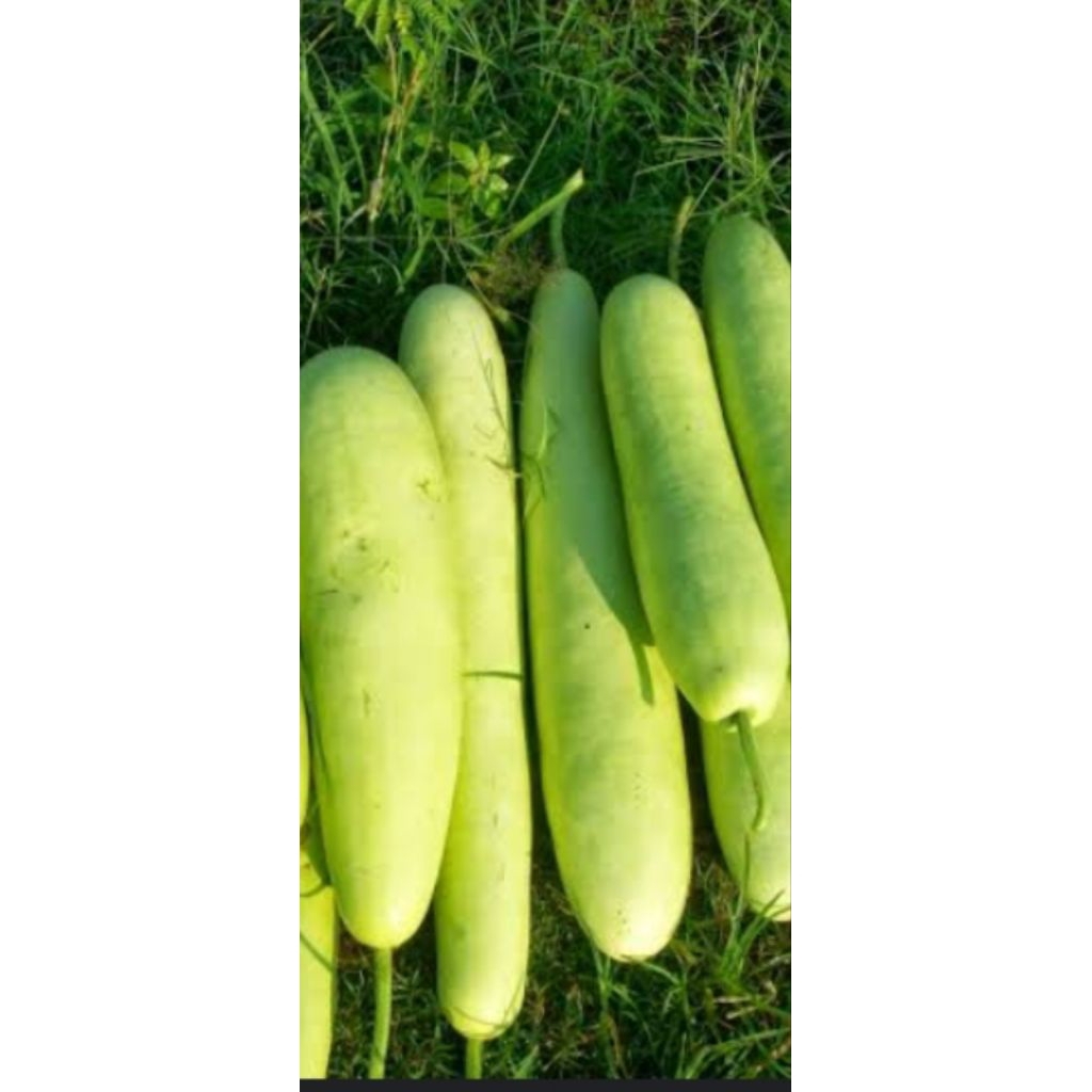 Jual Labu Putih Terlengkap & Harga Terbaru Juni 2026 | Shopee Indonesia
