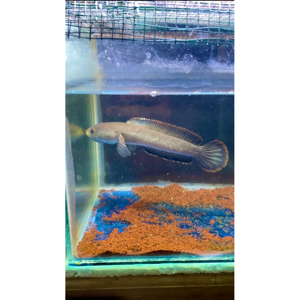 Jual Chana limbata lokality lampung | Shopee Indonesia