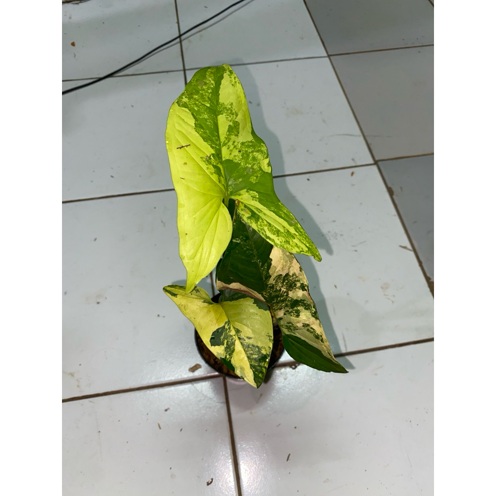 Jual Syngonium yellow/syngonium kuning | Shopee Indonesia
