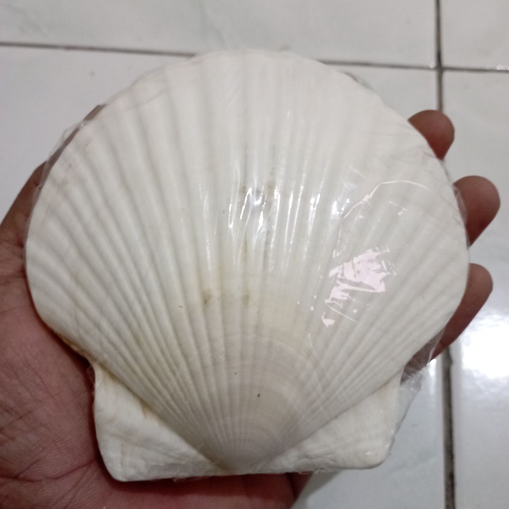 Jual cangkang kerang kipas besar bahan seni painting giant scallop ...