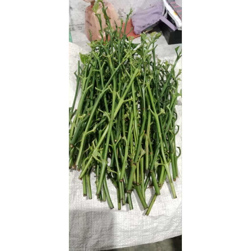 Jual Entres ranting raja klon bagio paket 1 kg isi 60-70 ranting ...