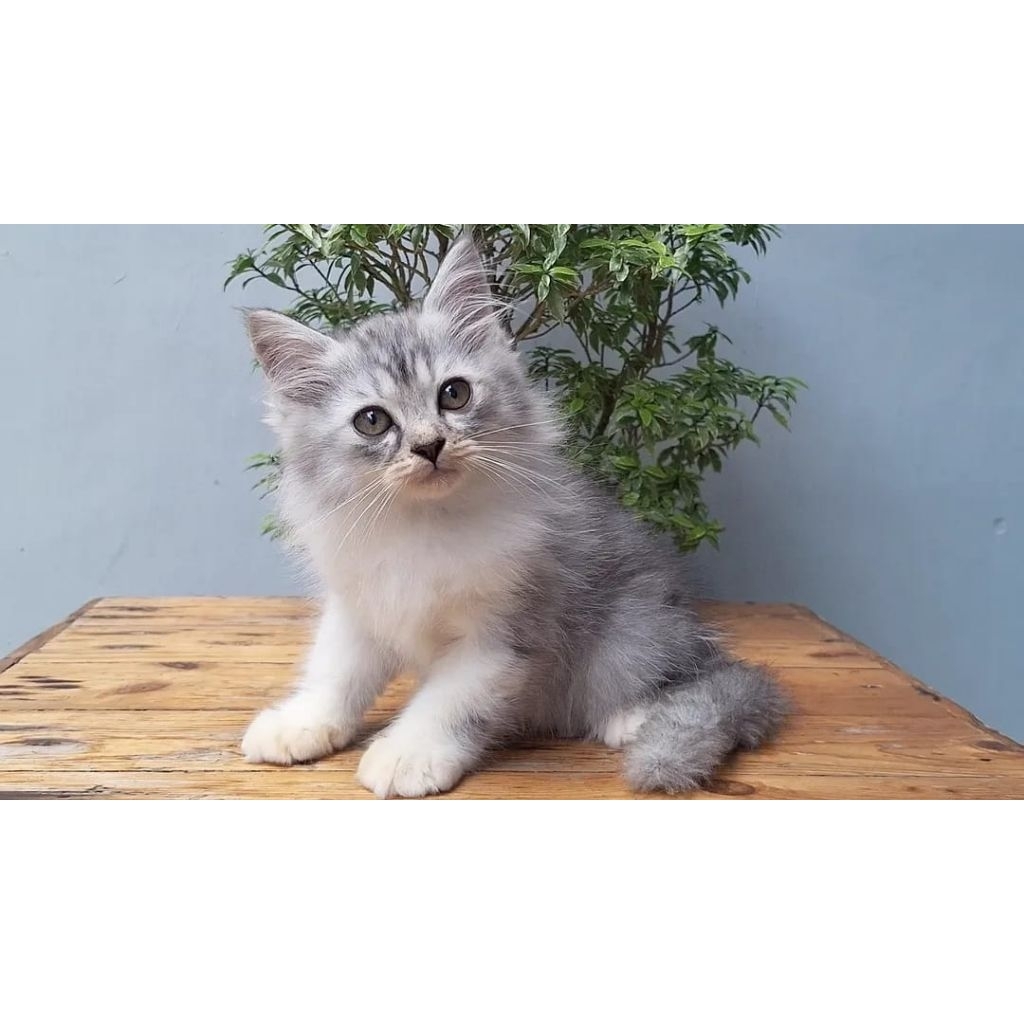 Jual KUCING PERSIA MEDIUM BETINA 2 BULAN SILVER TABBY | Shopee Indonesia