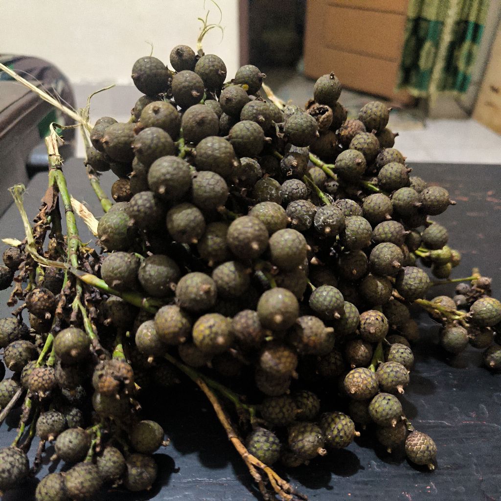 Jual Buah Rotan / Benih Rotan Cacing untuk Ditanam (20buah) | Shopee ...