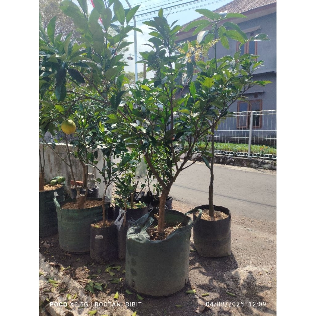 Jual Indukan Sunkis Navel full buah | Shopee Indonesia