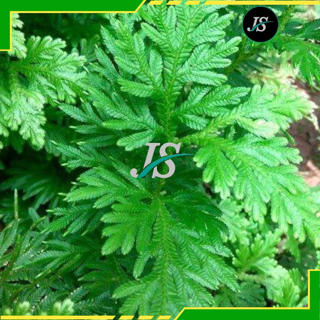 Jual Daun Cakar Ayam Segar 1kg Ceker Pitik / Rane | Shopee Indonesia