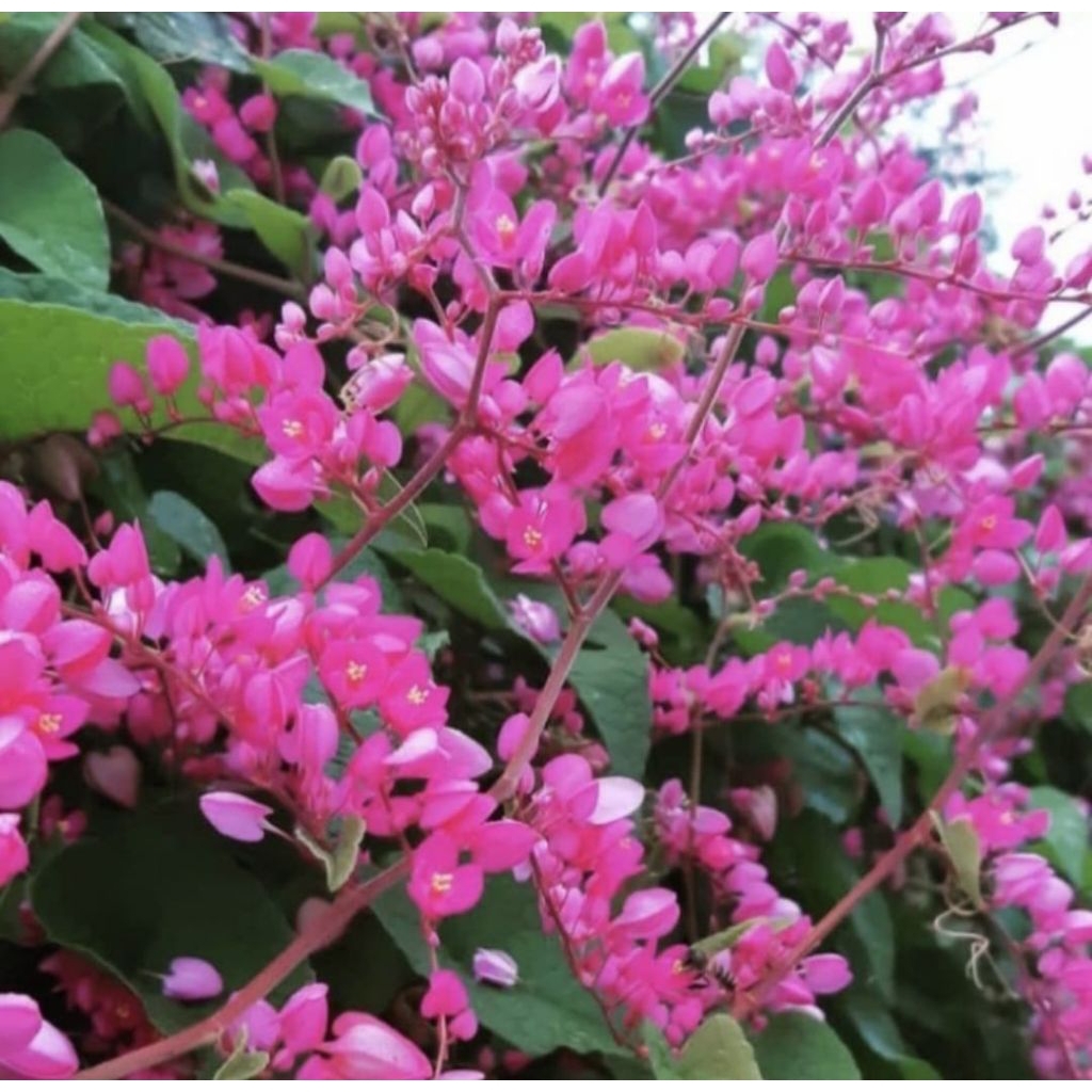 Jual Pohon Air Mata Pengantin Bunga Pink Tanaman Rambat Airmata ...
