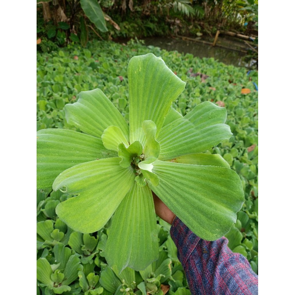 Jual Tanaman Hias Air Kiambang / Kapu-kapu / Kayu Apu / Kayambang Atau ...