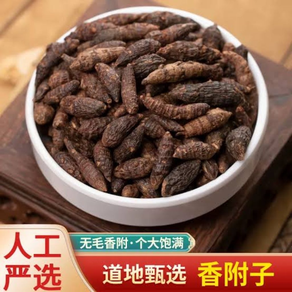Jual 100gr Herbal Xiang Fu 香附 Nutgrass Galingale / Purple Nutsedge ...