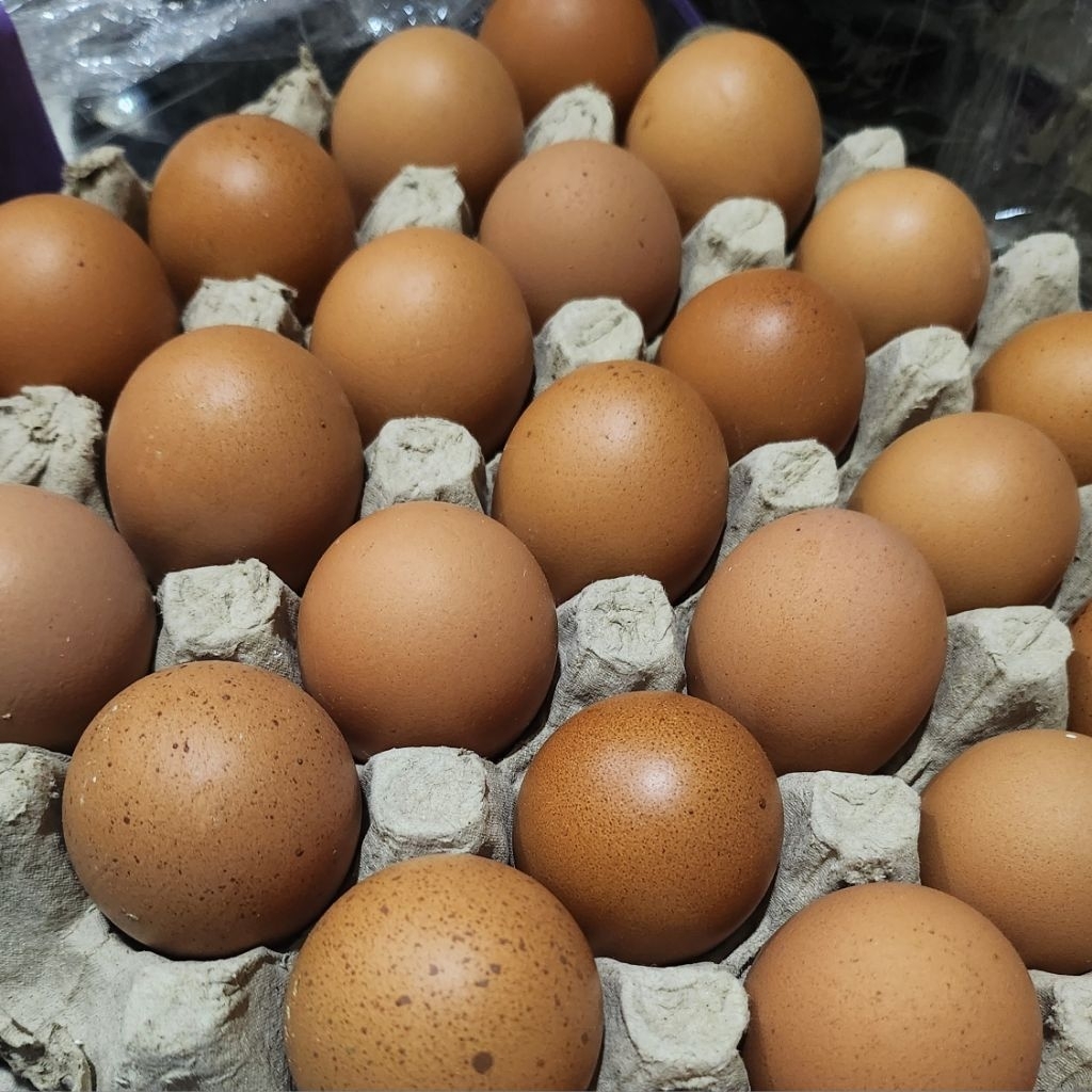 Jual Telur Omega Pak Eko | Telor Tinggi Protein | Telor Omega Lokal ...