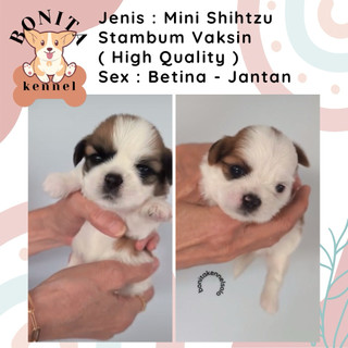 Jual minipom Harga Terbaik Termurah Oktober 2025 Shopee Indonesia