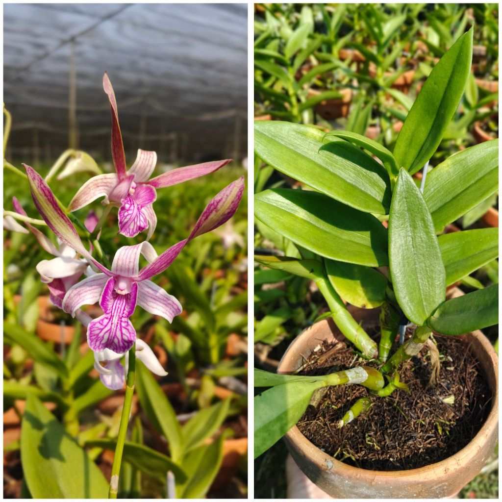 Jual Anggrek Dendrobium Rabbit Pink Dewasa Siap Bunga | Shopee Indonesia
