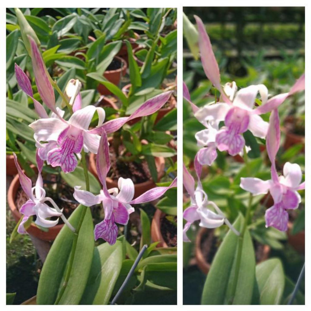 Jual Anggrek Dendrobium Rabbit Pink Dewasa Siap Bunga | Shopee Indonesia